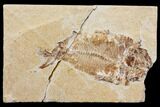 Bargain, Cretaceous Fish (Nematonotus) Fossil - Lebanon #147237-1
